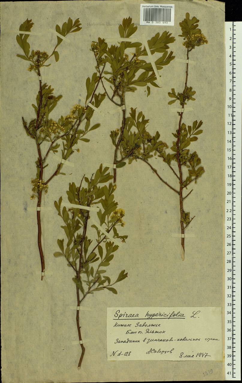 Spiraea hypericifolia L., Eastern Europe, Lower Volga region (E9) (Russia)