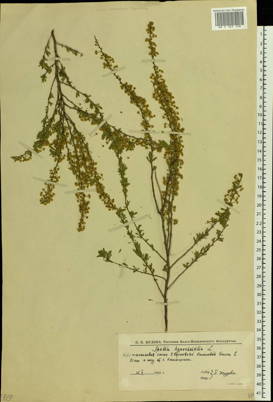 Spiraea hypericifolia L., Eastern Europe, Lower Volga region (E9) (Russia)