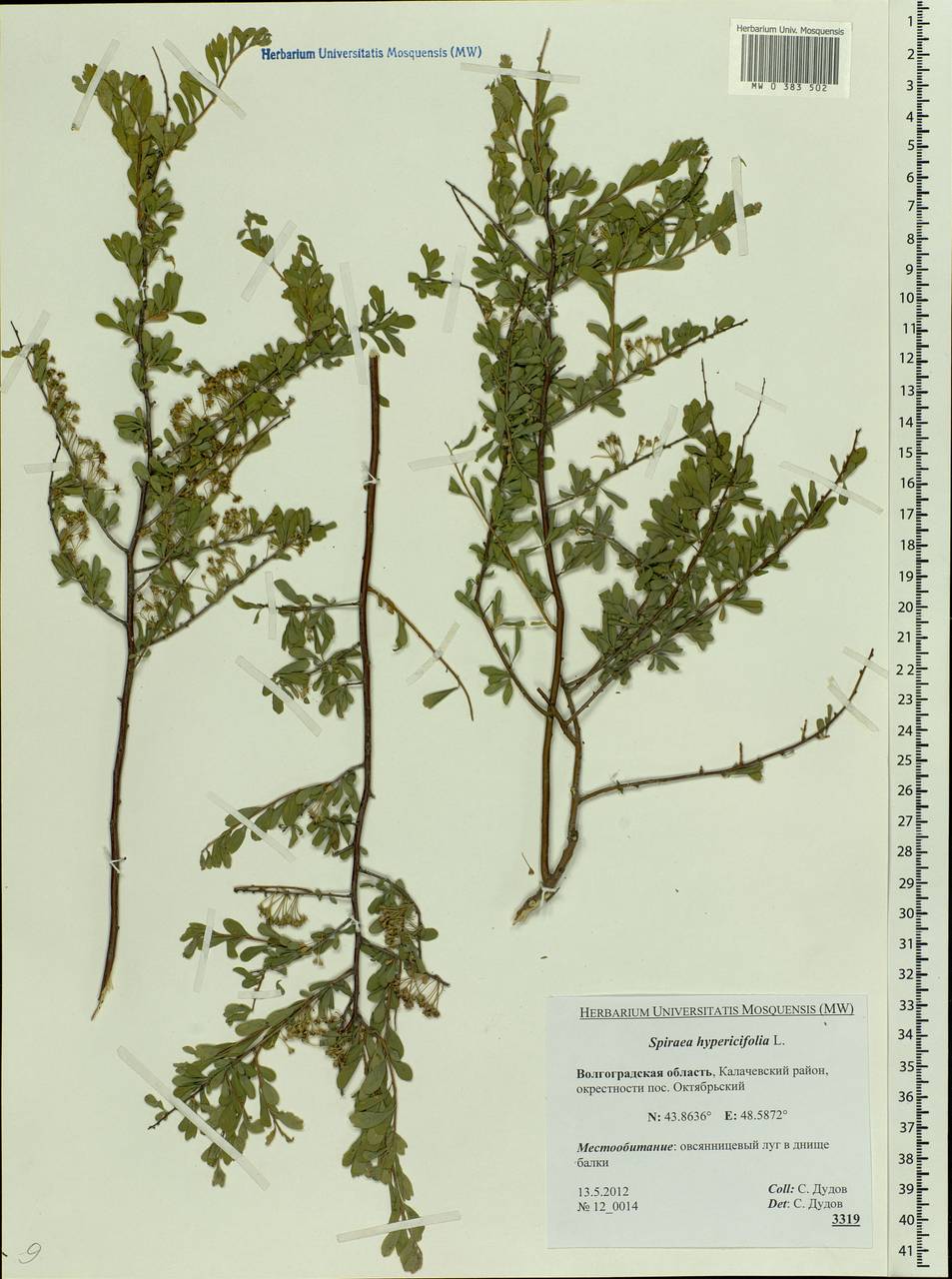 Spiraea hypericifolia L., Eastern Europe, Lower Volga region (E9) (Russia)