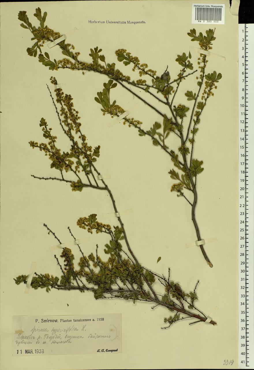 Spiraea hypericifolia L., Eastern Europe, Lower Volga region (E9) (Russia)