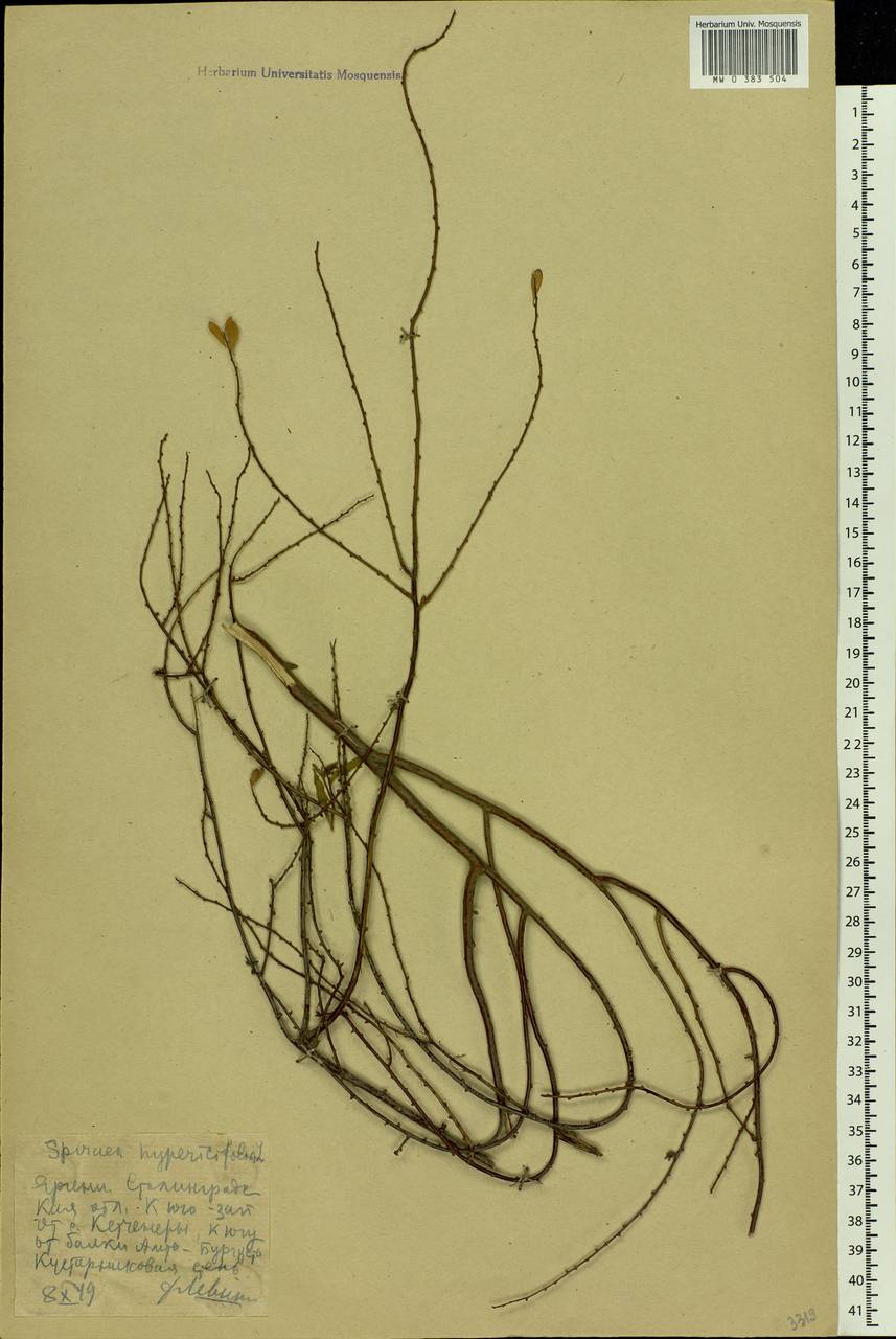 Spiraea hypericifolia L., Eastern Europe, Lower Volga region (E9) (Russia)