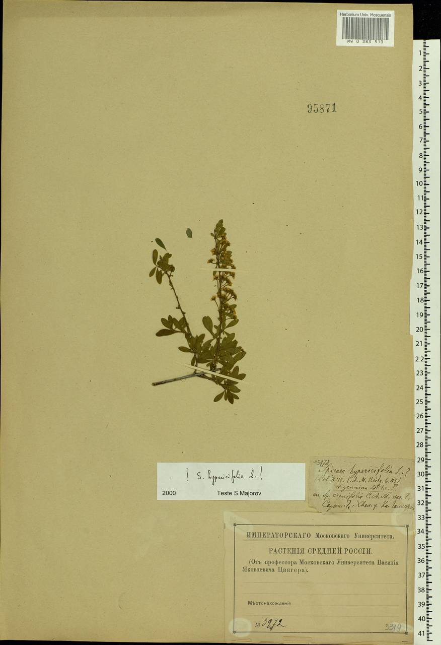 Spiraea hypericifolia L., Eastern Europe, Lower Volga region (E9) (Russia)