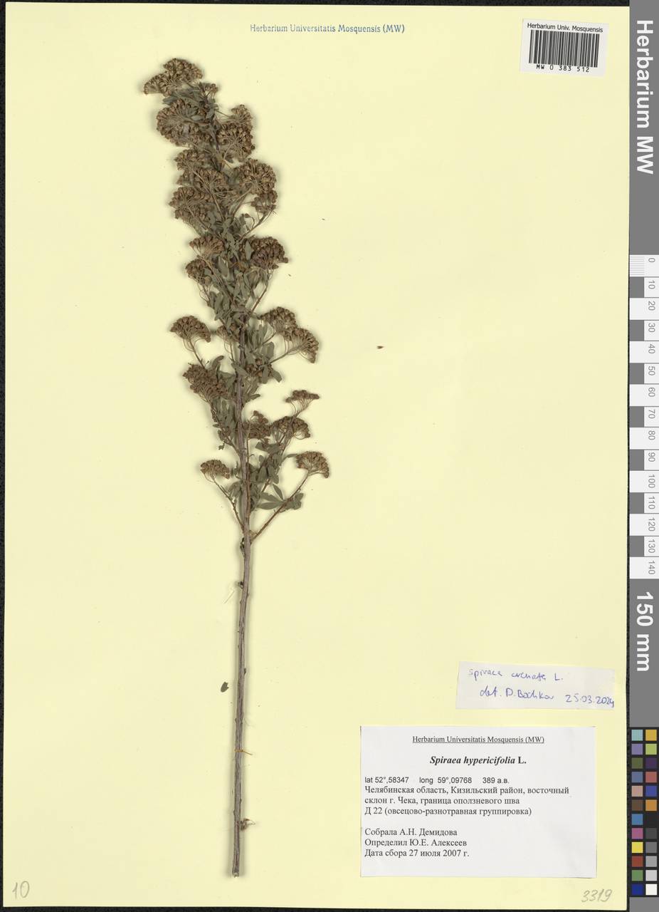Spiraea crenata L., Eastern Europe, Eastern region (E10) (Russia)
