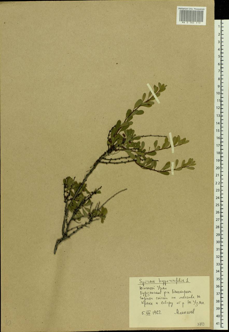 Spiraea hypericifolia L., Eastern Europe, Eastern region (E10) (Russia)