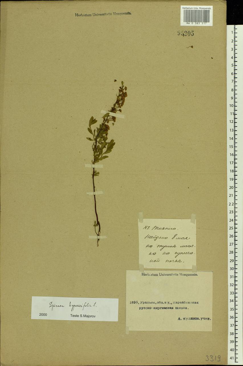 Spiraea hypericifolia L., Middle Asia, Caspian Ustyurt & Northern Aralia (M8) (Kazakhstan)