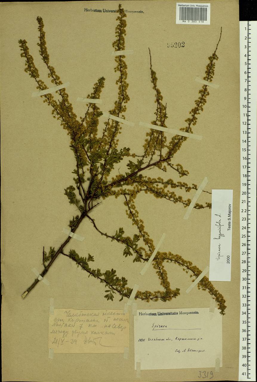 Spiraea hypericifolia L., Eastern Europe, Eastern region (E10) (Russia)