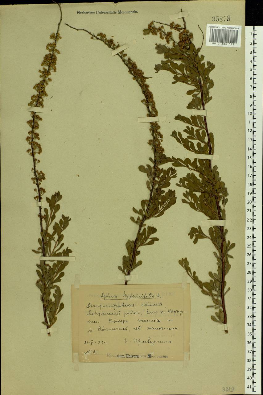 Spiraea hypericifolia L., Eastern Europe, South Ukrainian region (E12) (Ukraine)