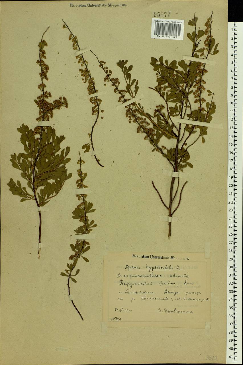 Spiraea hypericifolia L., Eastern Europe, South Ukrainian region (E12) (Ukraine)