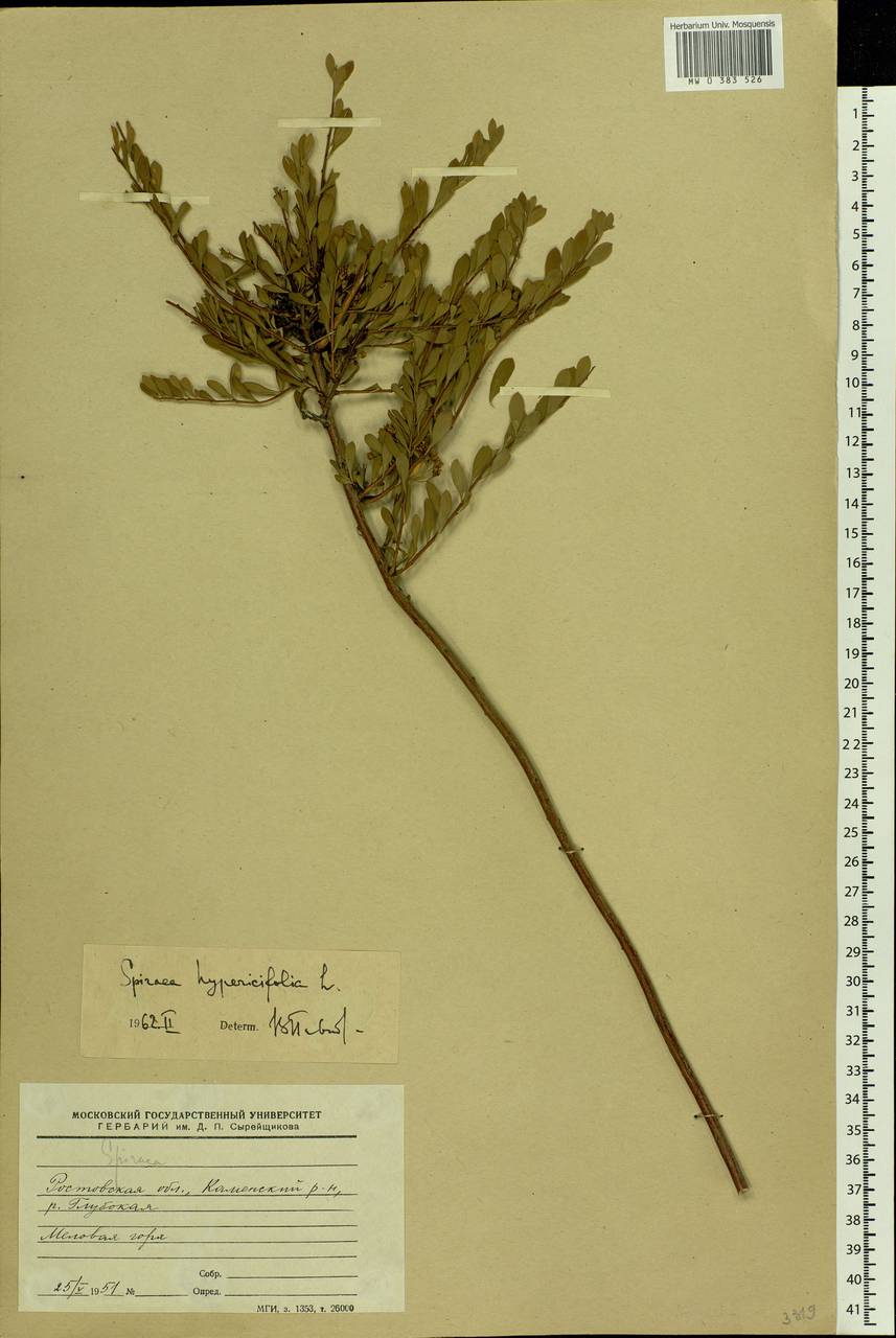 Spiraea hypericifolia L., Eastern Europe, Rostov Oblast (E12a) (Russia)