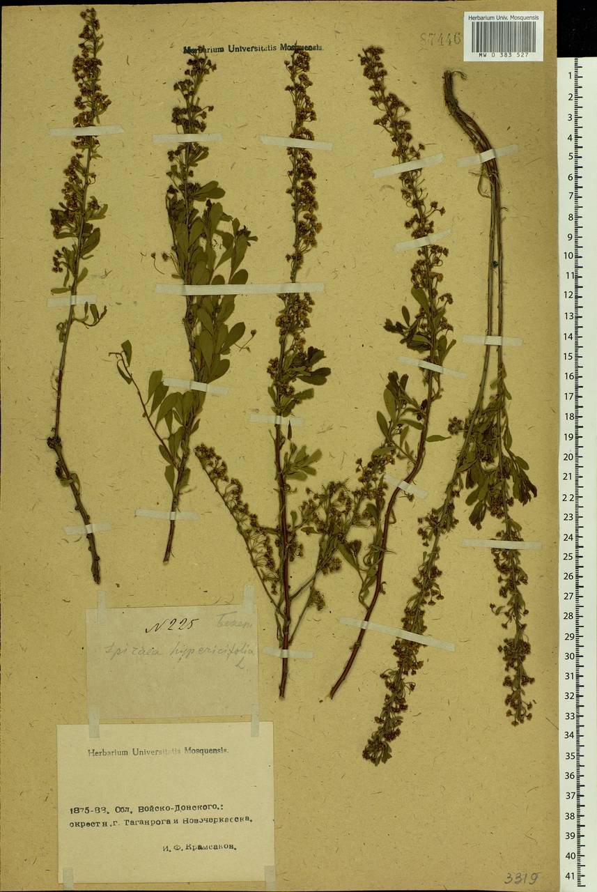 Spiraea hypericifolia L., Eastern Europe, Rostov Oblast (E12a) (Russia)