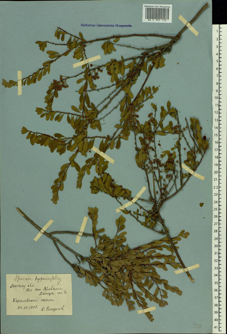 Spiraea hypericifolia L., Eastern Europe, North Ukrainian region (E11) (Ukraine)