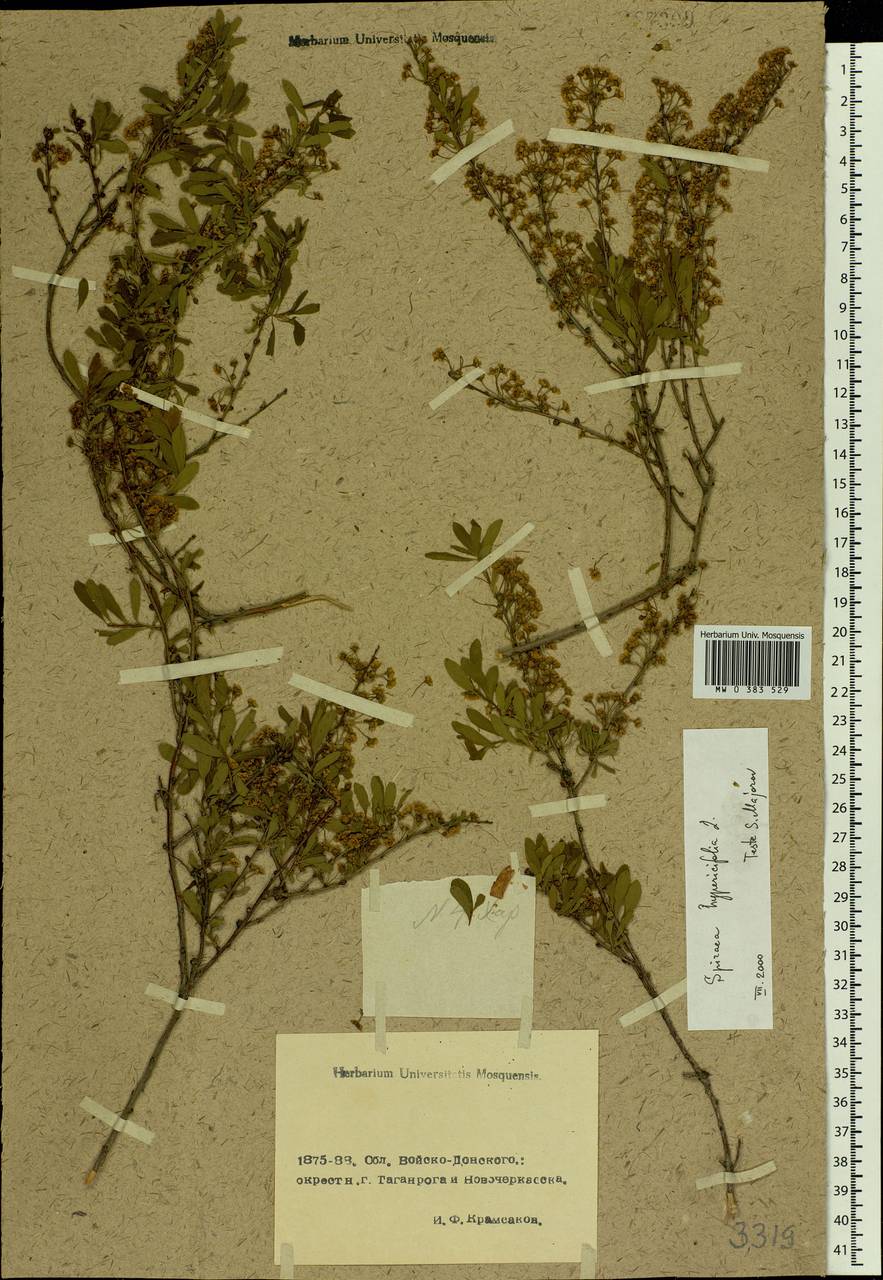 Spiraea hypericifolia L., Eastern Europe, Rostov Oblast (E12a) (Russia)