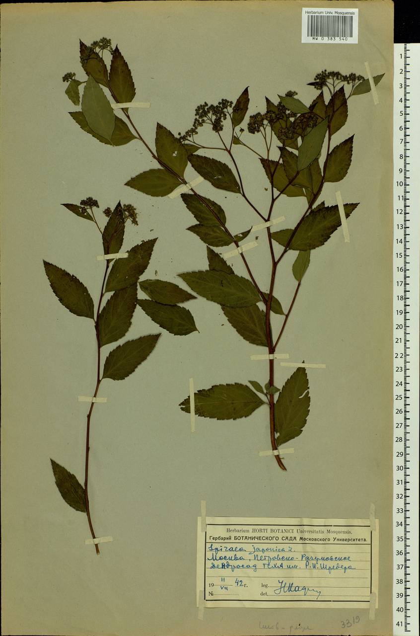 Spiraea japonica L. fil., Eastern Europe, Moscow region (E4a) (Russia)