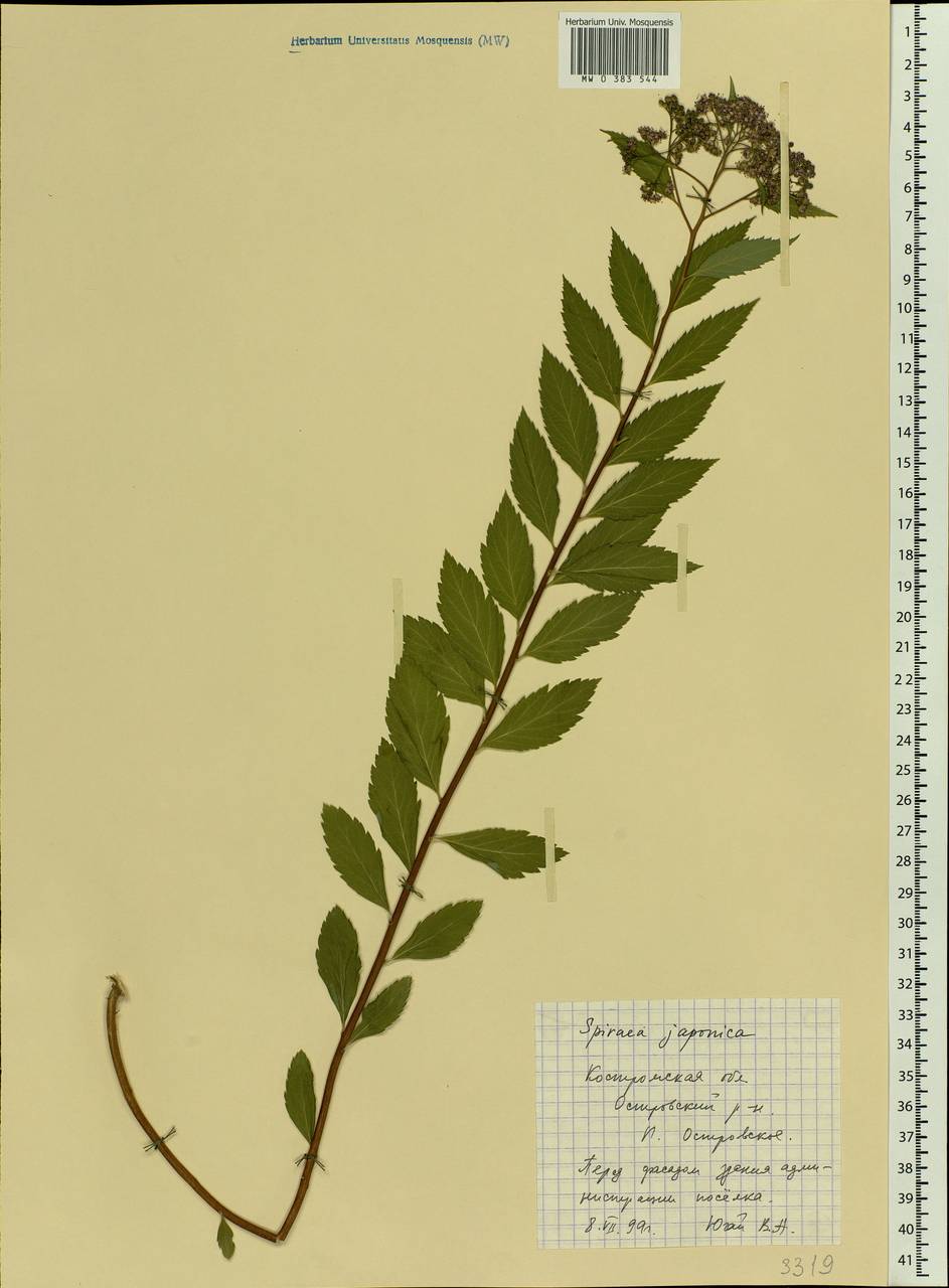 Spiraea japonica L. fil., Eastern Europe, Central forest region (E5) (Russia)