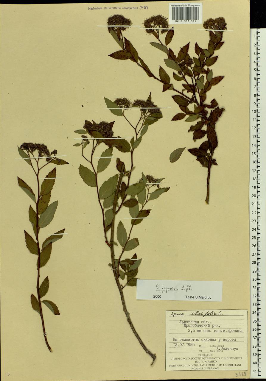 Spiraea japonica L.fil., Eastern Europe, West Ukrainian region (E13) (Ukraine)