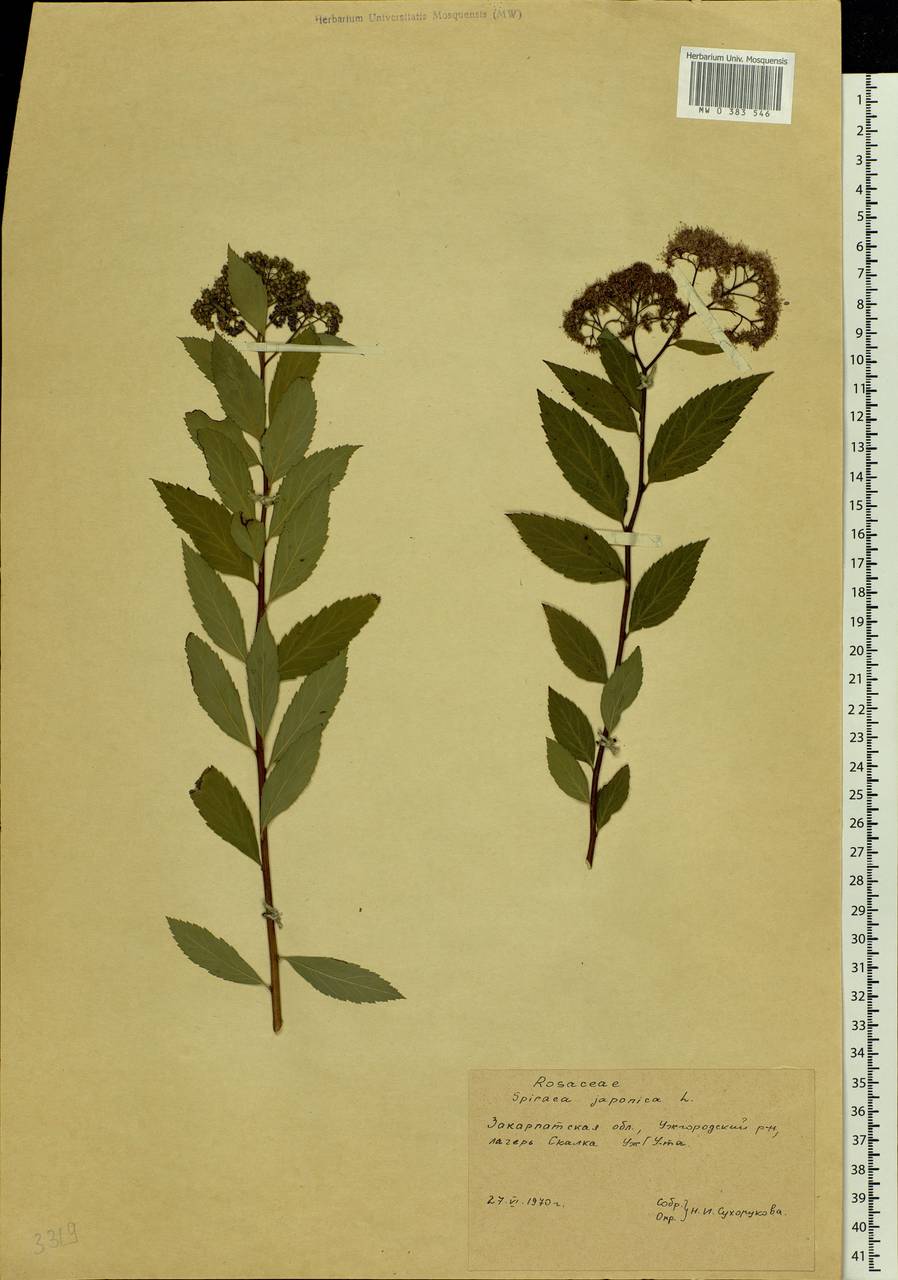 Spiraea japonica L. fil., Eastern Europe, West Ukrainian region (E13) (Ukraine)