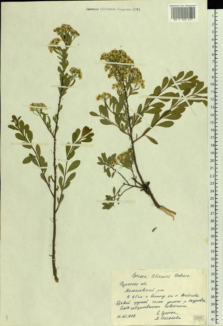 Spiraea crenata subsp. crenata, Eastern Europe, Central region (E4) (Russia)