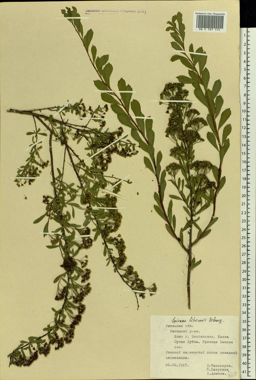 Spiraea crenata subsp. crenata, Eastern Europe, Central forest-and-steppe region (E6) (Russia)