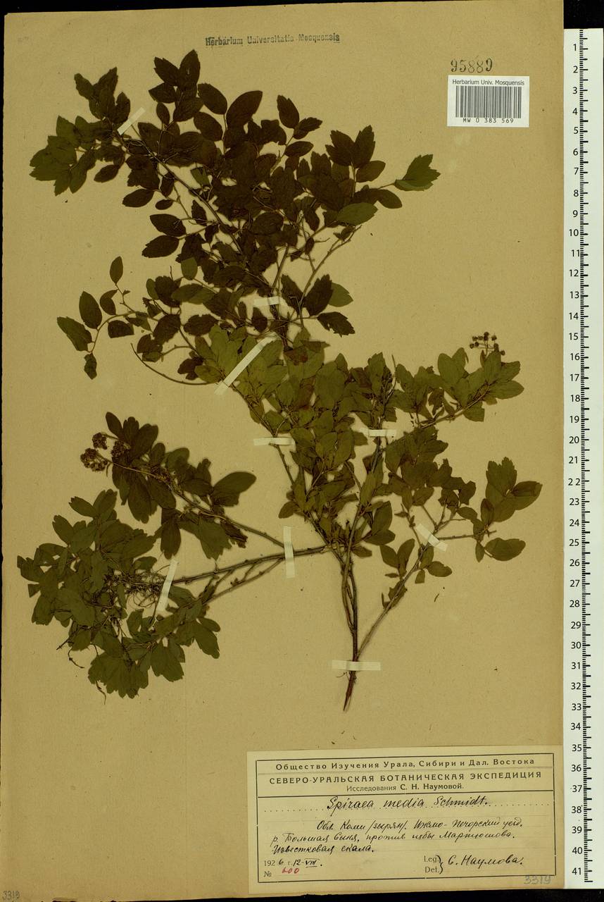Spiraea media F. Schmidt, Eastern Europe, Northern region (E1) (Russia)
