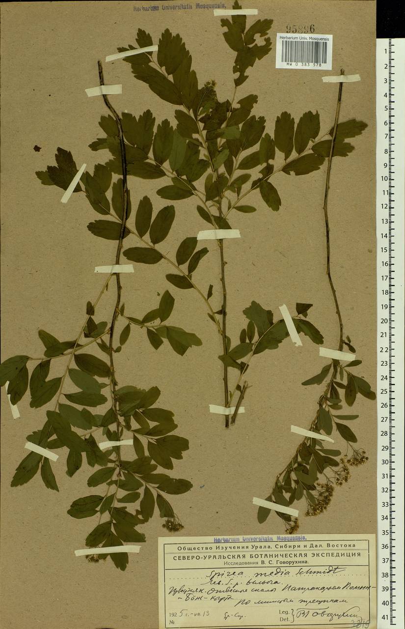 Spiraea media F. Schmidt, Eastern Europe, Northern region (E1) (Russia)