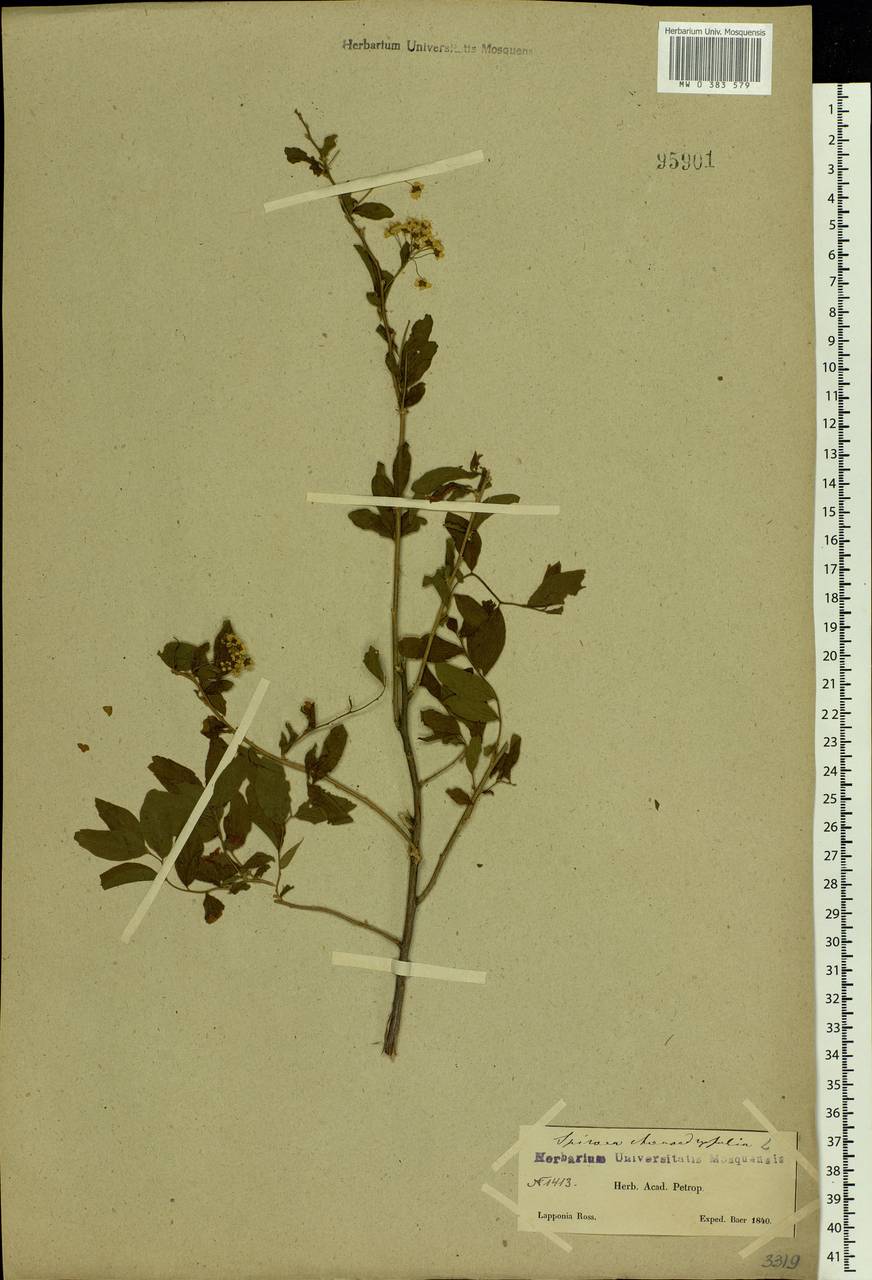Spiraea media F. Schmidt, Eastern Europe, Northern region (E1) (Russia)