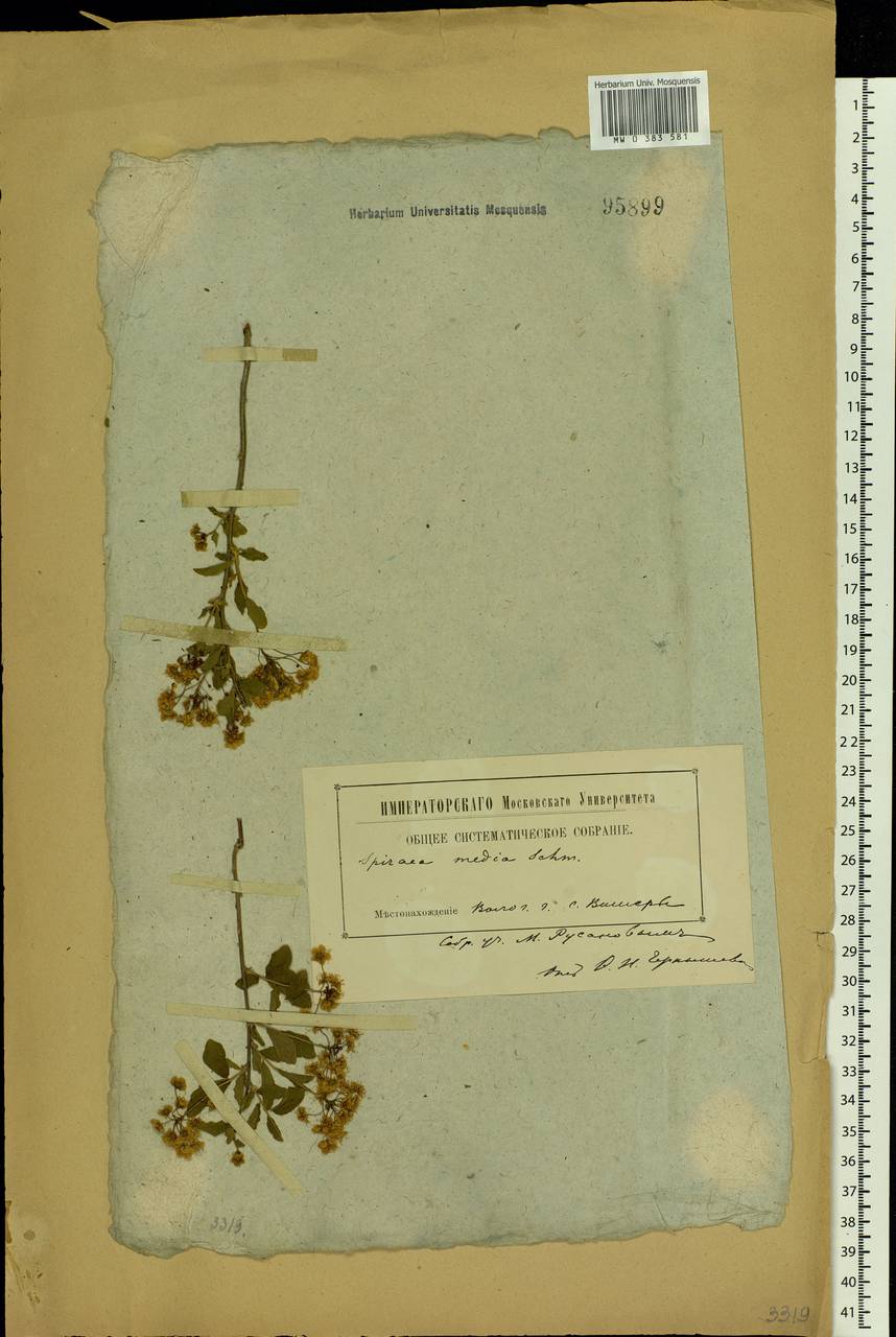 Spiraea media Schmidt, Eastern Europe, Northern region (E1) (Russia)