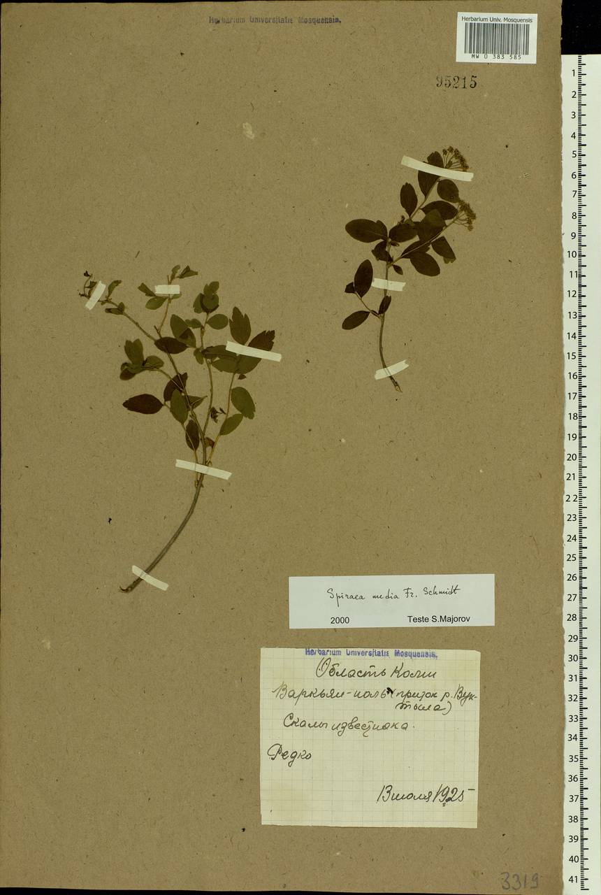 Spiraea media F. Schmidt, Eastern Europe, Northern region (E1) (Russia)