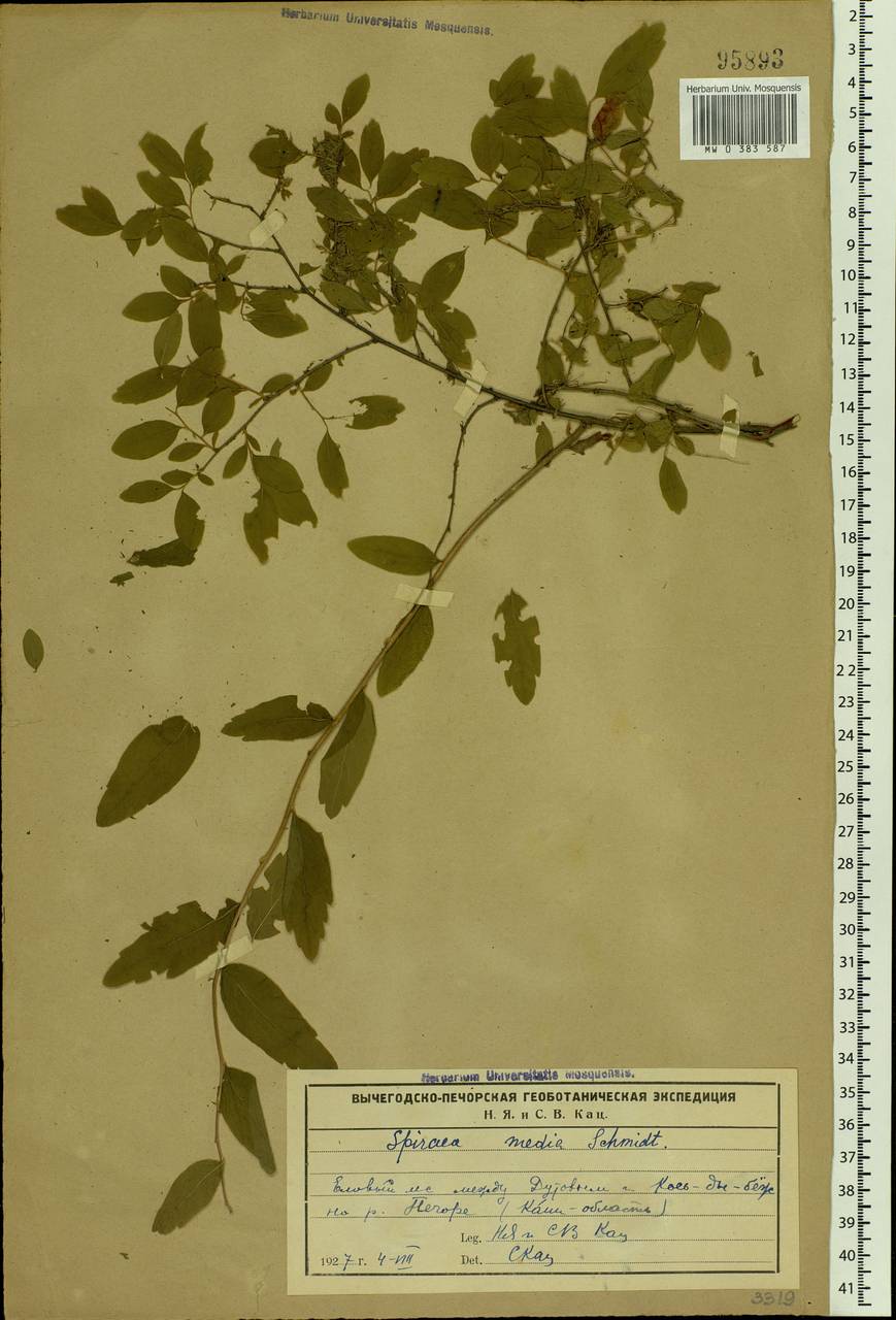 Spiraea media F. Schmidt, Eastern Europe, Northern region (E1) (Russia)