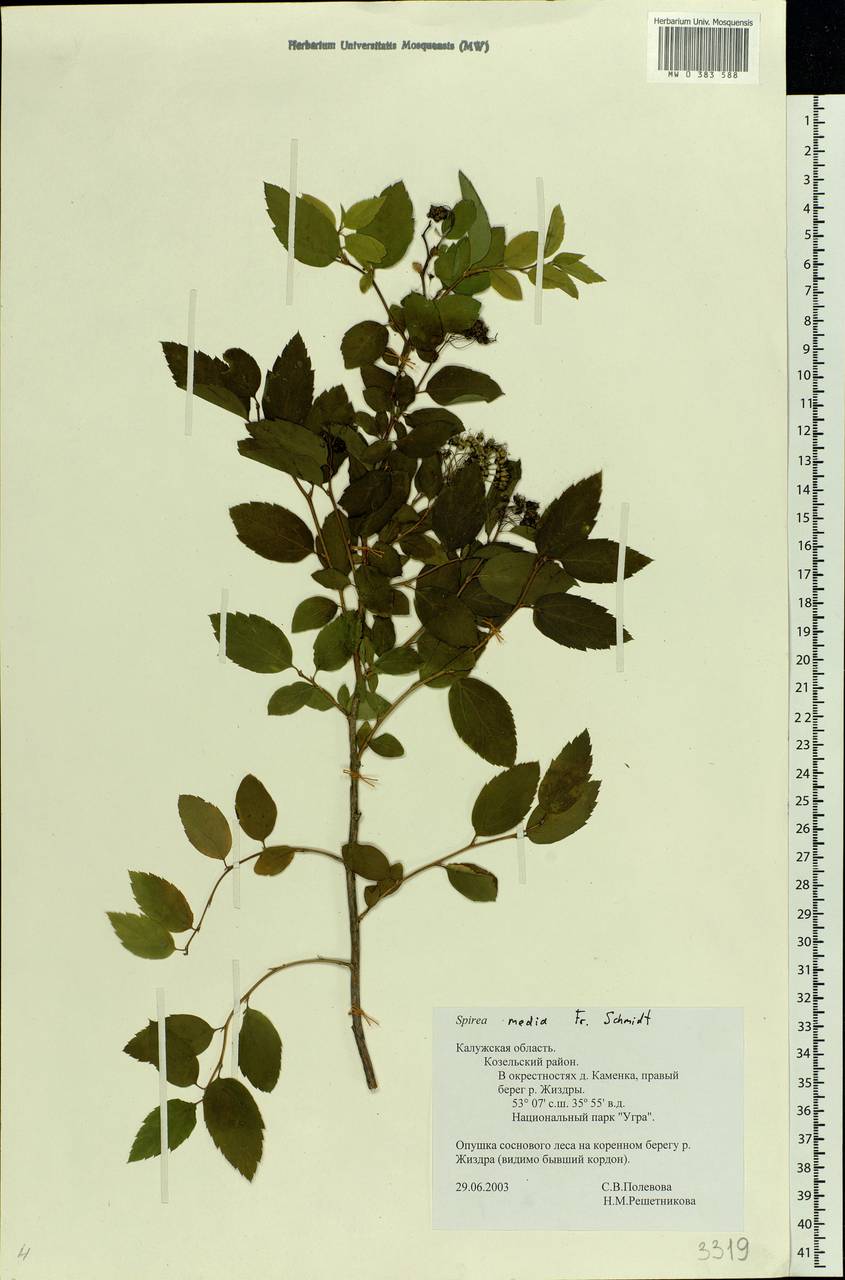 Spiraea media F. Schmidt, Eastern Europe, Central region (E4) (Russia)