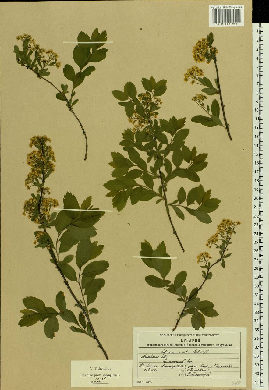 Spiraea media F. Schmidt, Eastern Europe, Moscow region (E4a) (Russia)