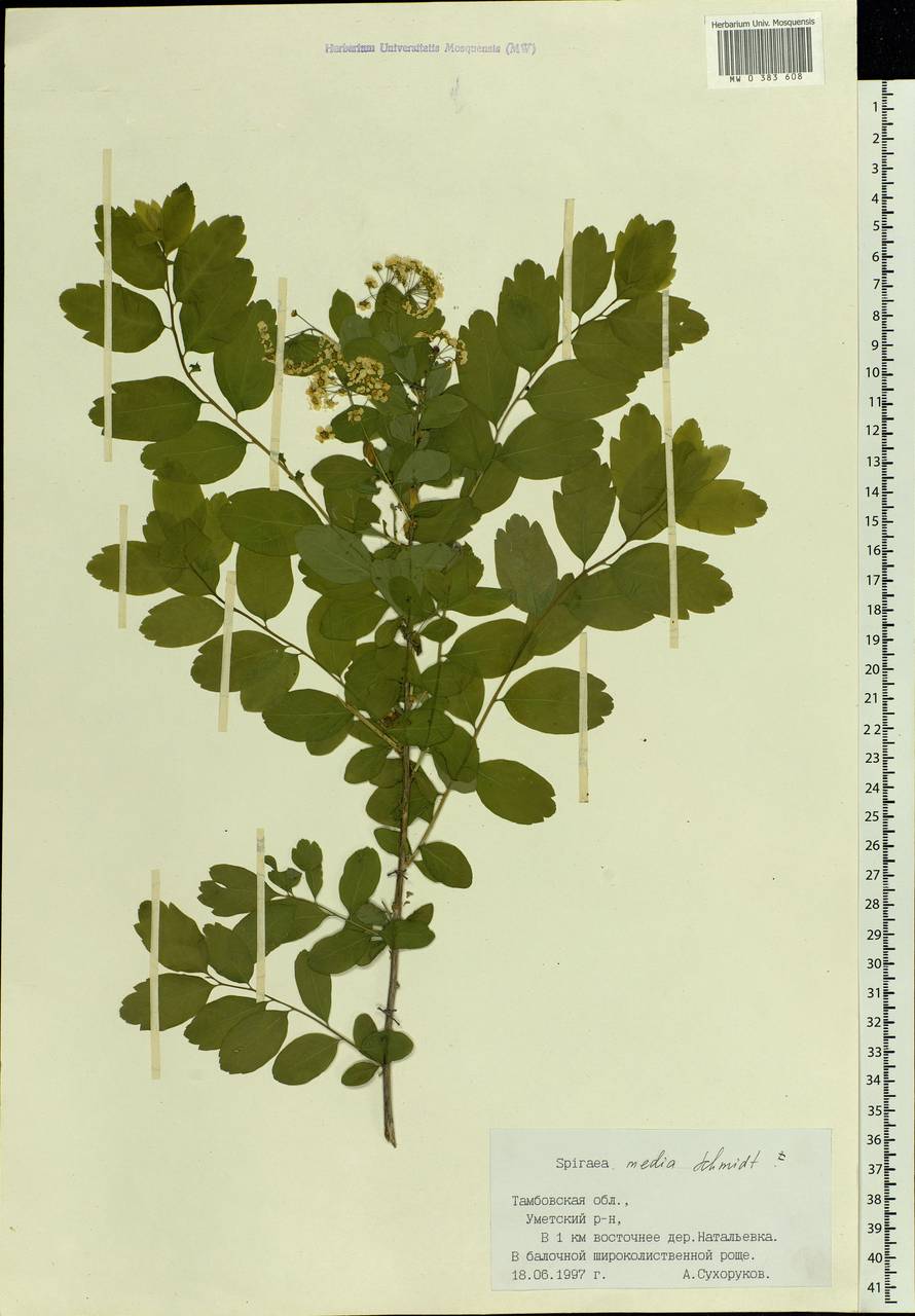 Spiraea media F. Schmidt, Eastern Europe, Central forest-and-steppe region (E6) (Russia)