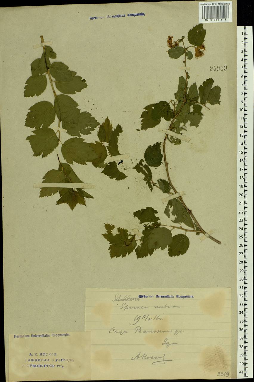 Spiraea media F. Schmidt, Eastern Europe, Eastern region (E10) (Russia)