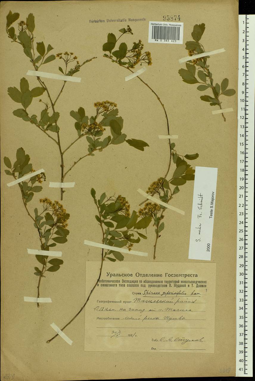 Spiraea media F. Schmidt, Eastern Europe, Eastern region (E10) (Russia)