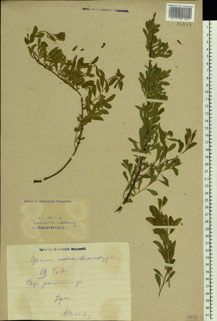 Spiraea media F. Schmidt, Eastern Europe, Eastern region (E10) (Russia)