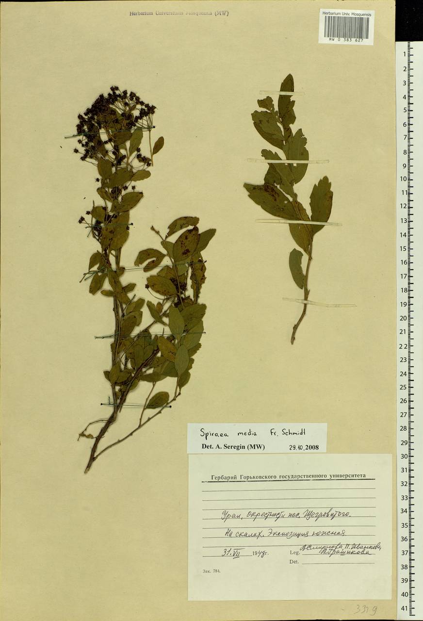 Spiraea media F. Schmidt, Eastern Europe, Eastern region (E10) (Russia)