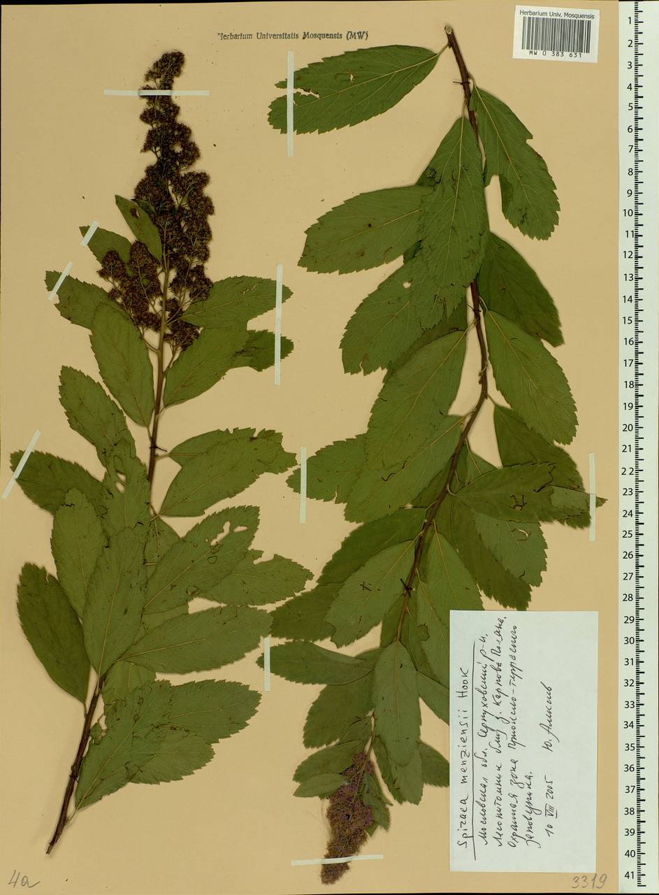 Spiraea douglasii subsp. menziesii (Hook.) Calder & Taylor, Eastern Europe, Moscow region (E4a) (Russia)