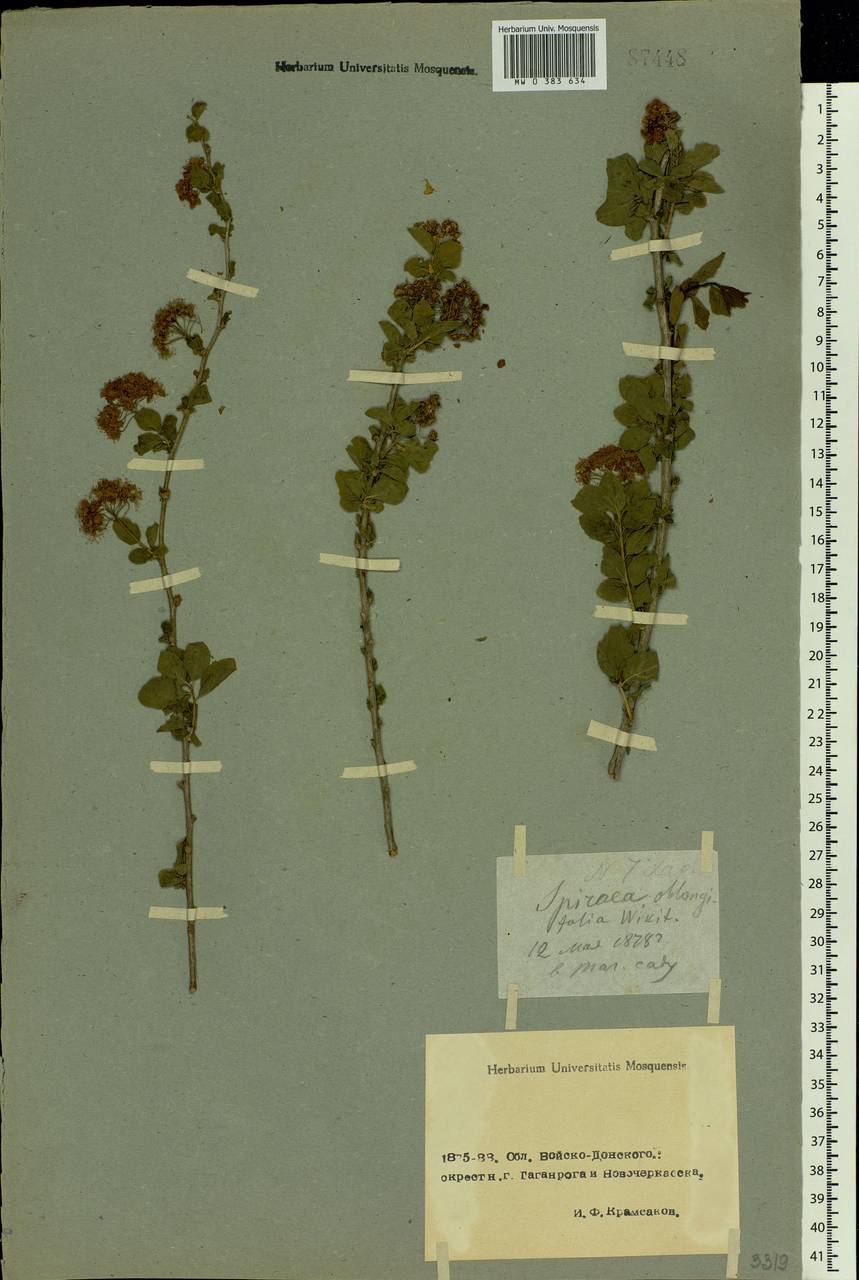 Spiraea alpina Pall., Eastern Europe, Rostov Oblast (E12a) (Russia)
