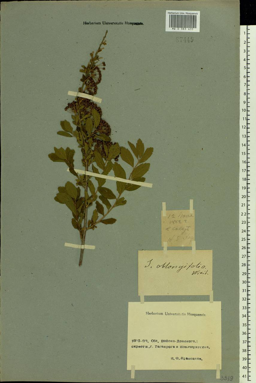 Spiraea alpina Pall., Eastern Europe, Rostov Oblast (E12a) (Russia)