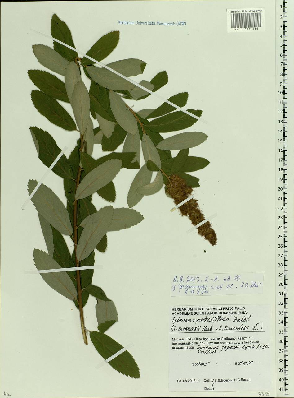 Spiraea pallidiflora, Eastern Europe, Moscow region (E4a) (Russia)