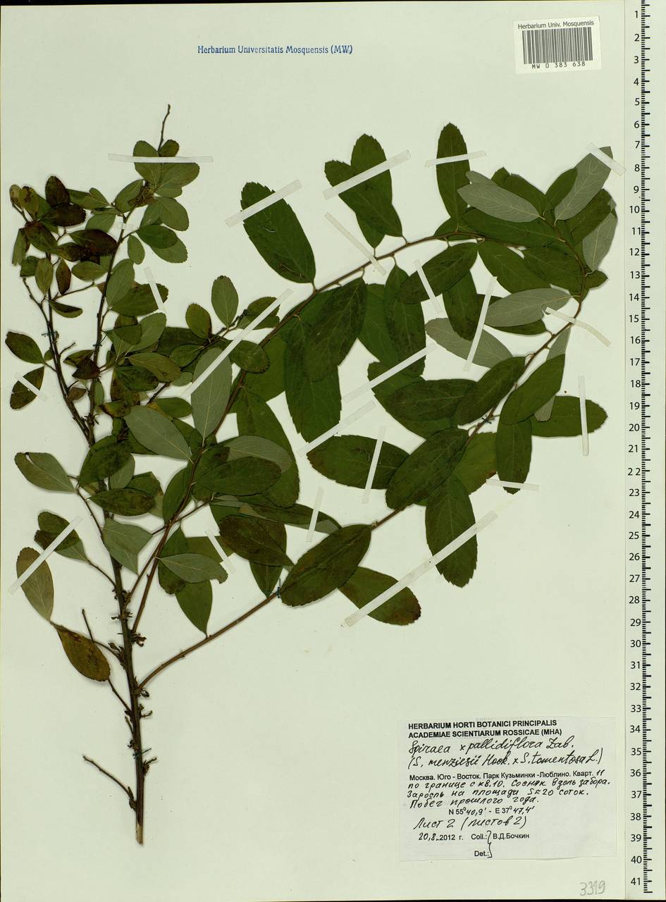 Spiraea pallidiflora, Eastern Europe, Moscow region (E4a) (Russia)