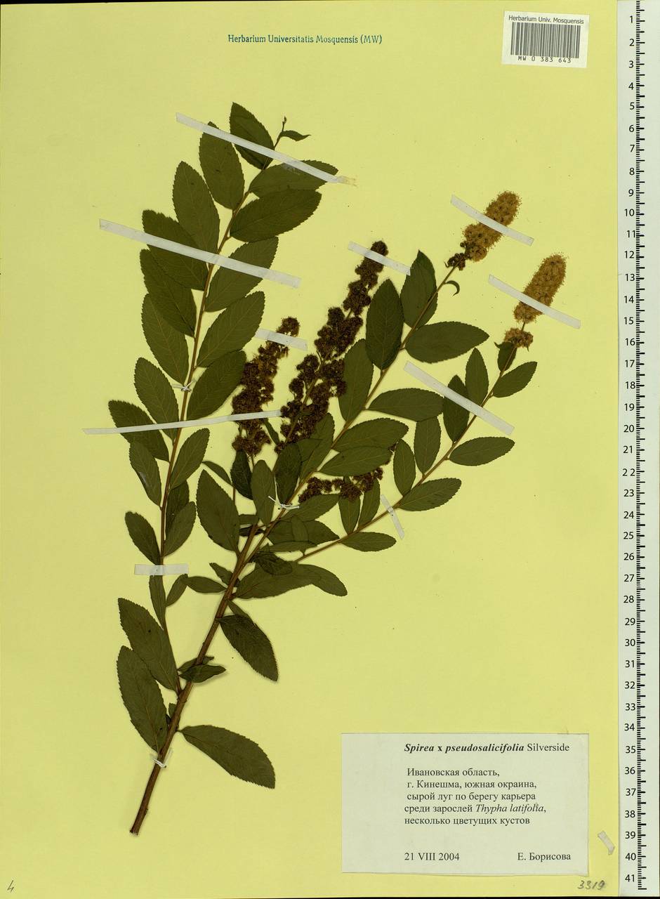 Spiraea ×pseudosalicifolia Silverside, Eastern Europe, Central forest region (E5) (Russia)