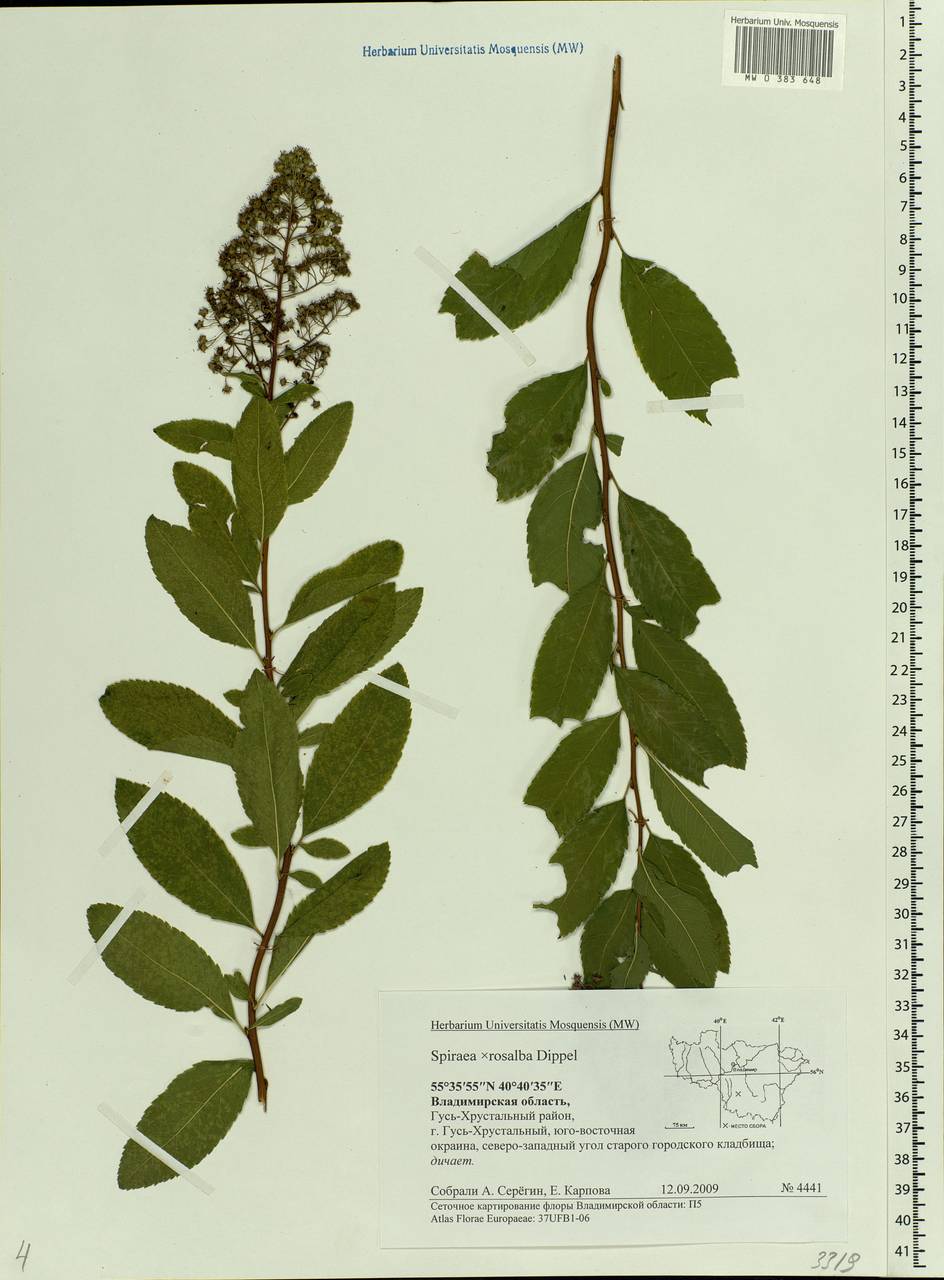 Spiraea × rosalba Dippel, Eastern Europe, Central region (E4) (Russia)