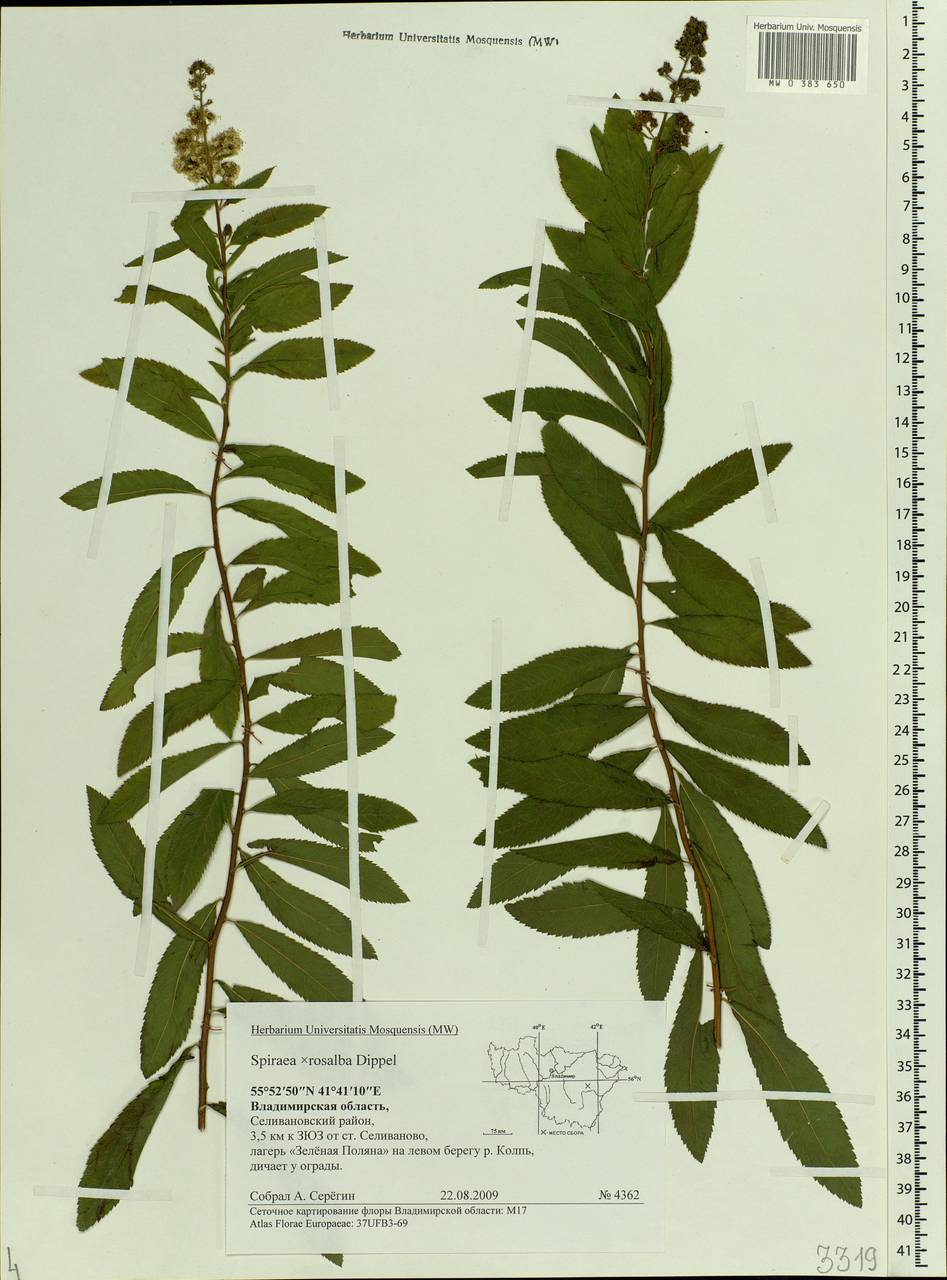 Spiraea × rosalba Dippel, Eastern Europe, Central region (E4) (Russia)