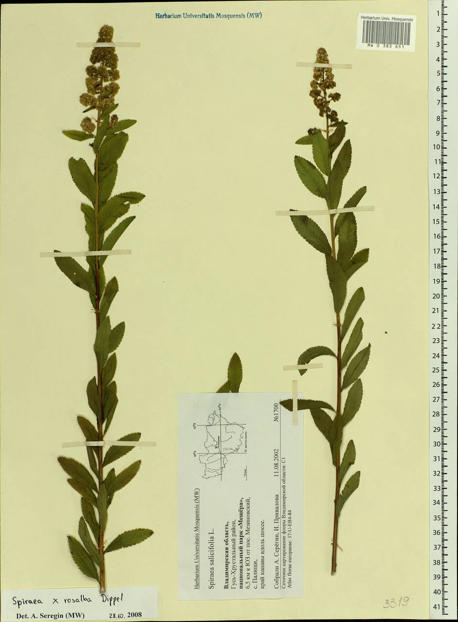 Spiraea × rosalba Dippel, Eastern Europe, Central region (E4) (Russia)