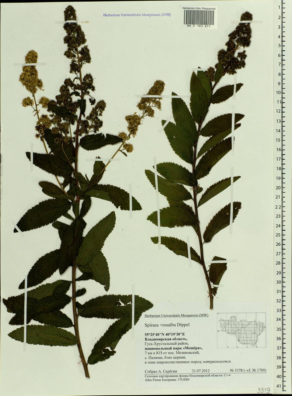 Spiraea rosalba, Eastern Europe, Central region (E4) (Russia)