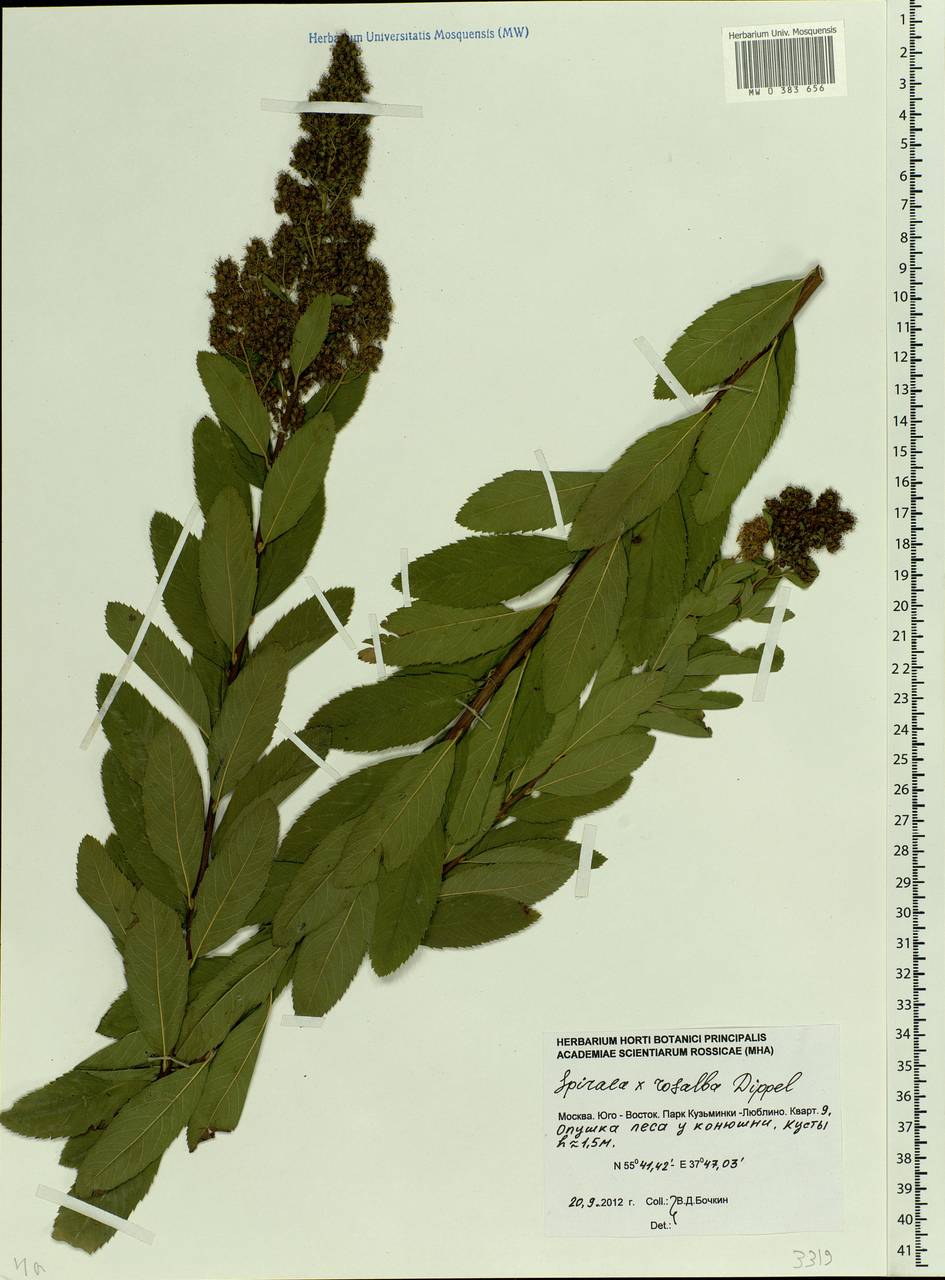 Spiraea × rosalba Dippel, Eastern Europe, Moscow region (E4a) (Russia)