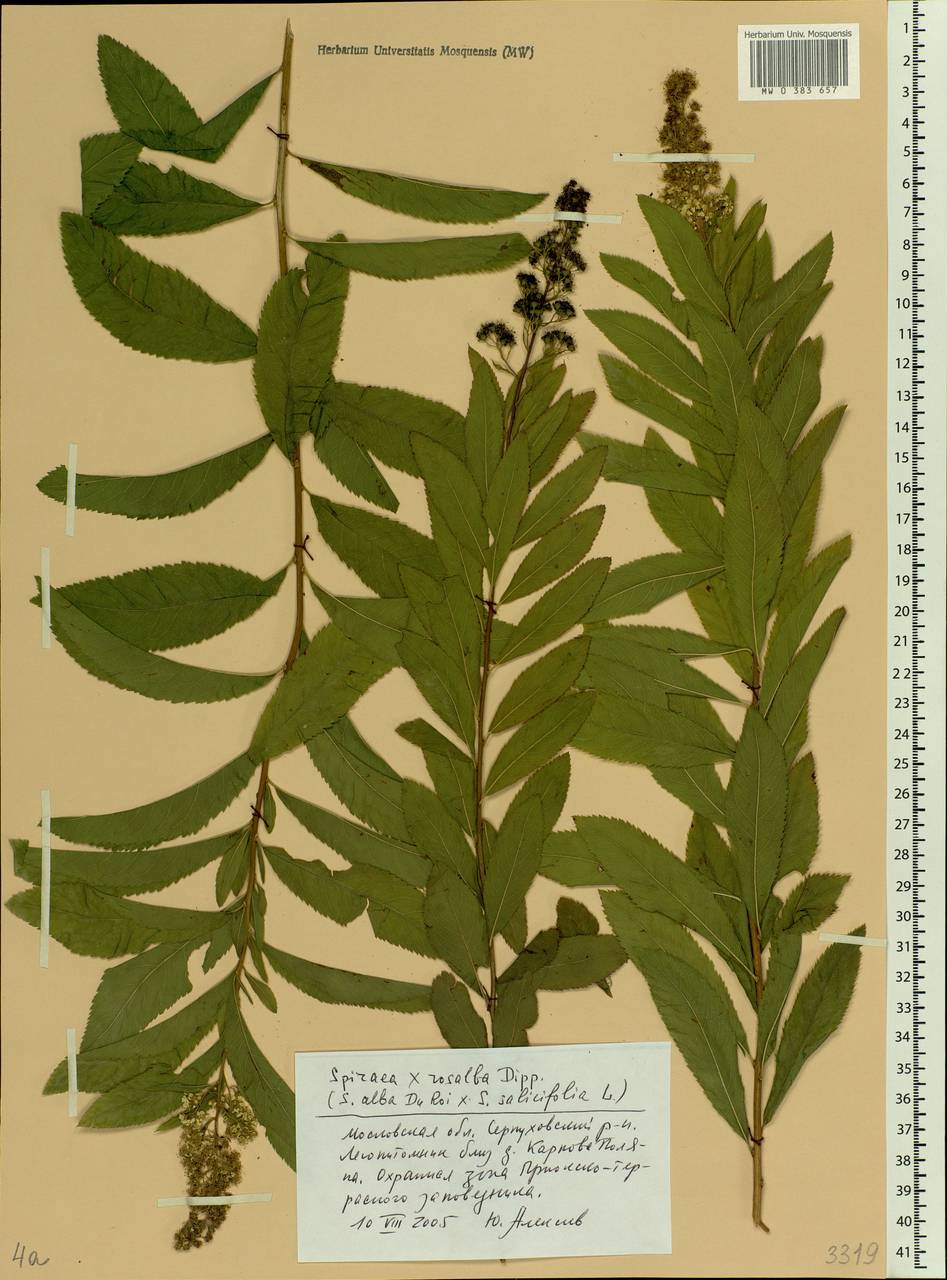 Spiraea × rosalba Dippel, Eastern Europe, Moscow region (E4a) (Russia)