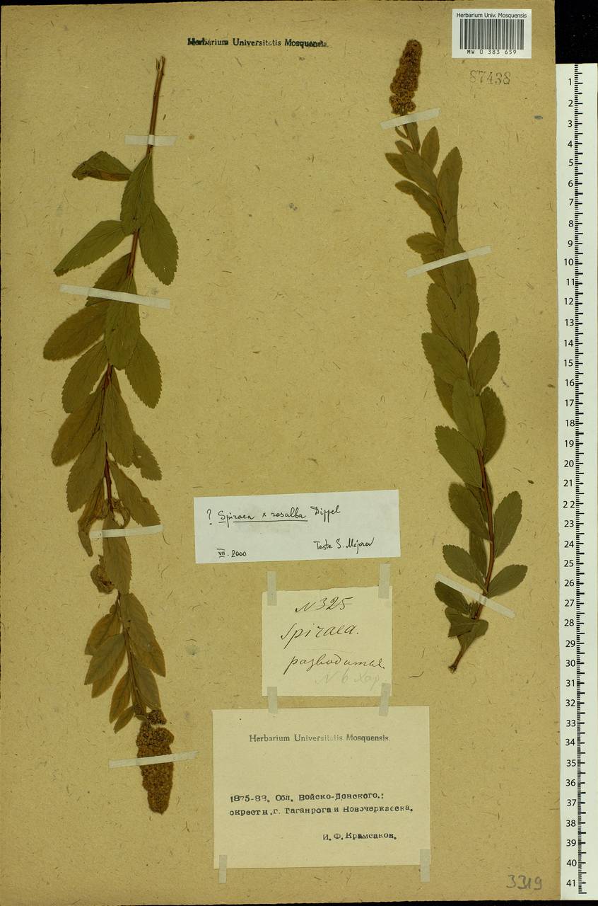Spiraea × rosalba Dippel, Eastern Europe, Rostov Oblast (E12a) (Russia)