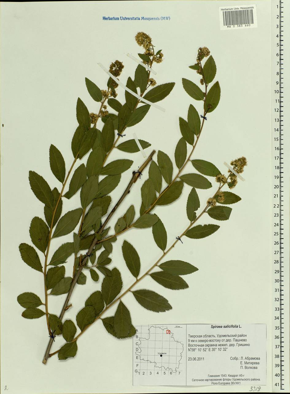 Spiraea salicifolia L., Eastern Europe, North-Western region (E2) (Russia)