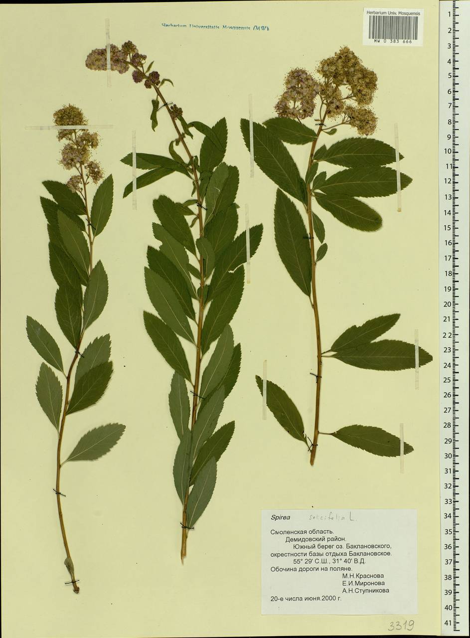 Spiraea salicifolia L., Eastern Europe, Western region (E3) (Russia)